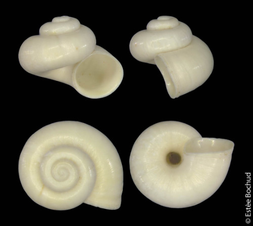 Bayerische Federkiemenschnecke