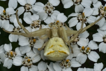 Gehöckerte Krabbenspinne