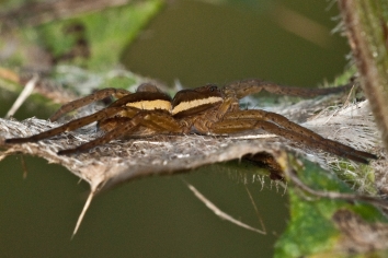 Gerandete Jagdspinne Listspinne