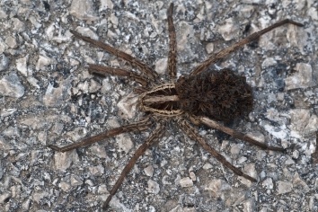 Schwarzbäuchige Tarantel