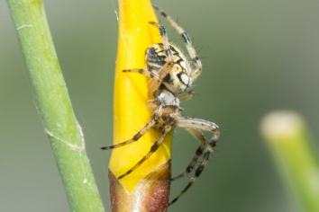 Heideradspinne