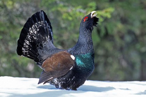Auerhuhn