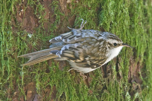 Waldbaumläufer