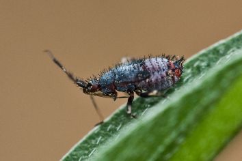Dreiecksweichwanze Rote Weichwanze