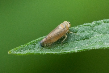 Anoplotettix sp