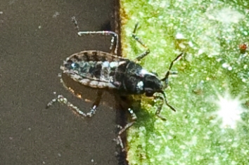 Microvelia reticulata Syn. Microvelia schneideri
