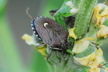 Holcostethus sphacelatus