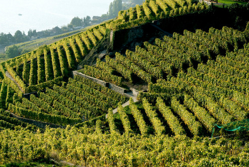 Weinberg-Terrassen von Lavaux