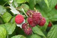 lubera.com