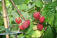 lubera.com