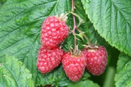 lubera.com