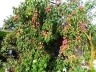lubera.com