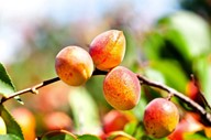 lubera.com