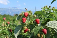 lubera.com