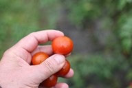 lubera.com