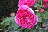 lubera.com