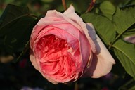lubera.com