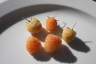 lubera.com