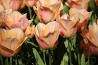 lubera.com