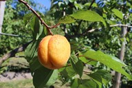 lubera.com