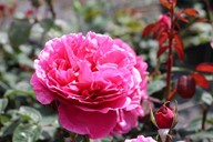 lubera.com