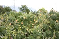 lubera.com