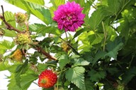 lubera.com