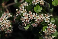 lubera.com