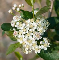 lubera.com