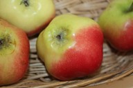 lubera.com