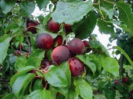 lubera.com