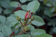 lubera.com