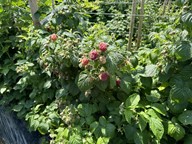 lubera.com
