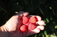 lubera.com