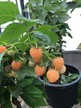 lubera.com